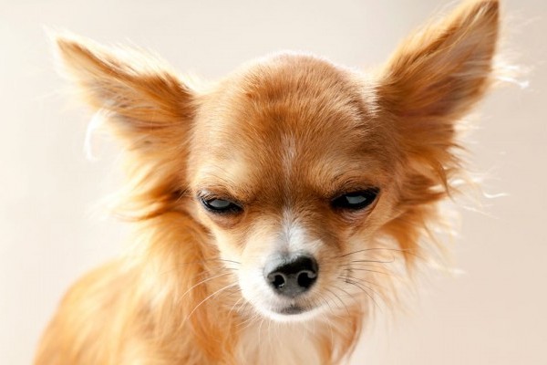 Jealous Dog